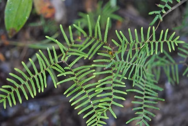 Không sinh sản bằng hạt như cây có hoa. Khác với phần lớn thực vật quen thuộc, dương xỉ sinh sản bằng bào tử. Ở mặt dưới lá thường có các cụm túi bào tử gọi là túi nang (sori), khi chín sẽ phát tán bào tử ra môi trường. Chu kỳ sống của chúng gồm hai thế hệ xen kẽ: thể bào tử (lá lớn ta thấy) và thể giao tử nhỏ bé hình tim sống độc lập. Ảnh: Pinterest.