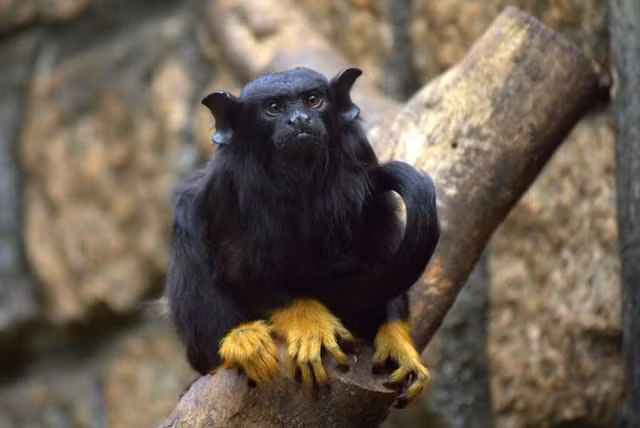 Đôi bàn tay vàng óng đặc trưng. Khỉ vuốt tay vàng gây ấn tượng mạnh bởi đôi bàn tay và bàn chân có màu vàng cam nổi bật, tương phản rõ rệt với bộ lông đen sẫm trên cơ thể. Đặc điểm này giúp chúng dễ dàng được nhận diện giữa tán rừng rậm rạp. Ảnh: Pinterest.