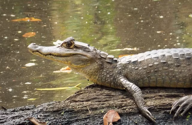 Phân bố rộng khắp Trung và Nam Mỹ. Loài này xuất hiện ở nhiều quốc gia như Brazil, Colombia, Venezuela và cả khu vực Trung Mỹ. Nhờ khả năng thích nghi tốt, chúng sống được trong nhiều môi trường nước khác nhau như sông, hồ, đầm lầy và kênh rạch. Ảnh: Flickr.