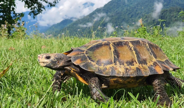 2. Mai rùa có màu vàng ánh đồng đặc trưng hiếm thấy ở các loài rùa khác. Đây là đặc điểm giúp chúng dễ dàng phân biệt với các họ hàng khác trong họ Rùa cạn (Testudinidae), đồng thời cũng mang giá trị thẩm mỹ khiến chúng bị săn bắt trái phép. Ảnh: res.cloudinary.com.