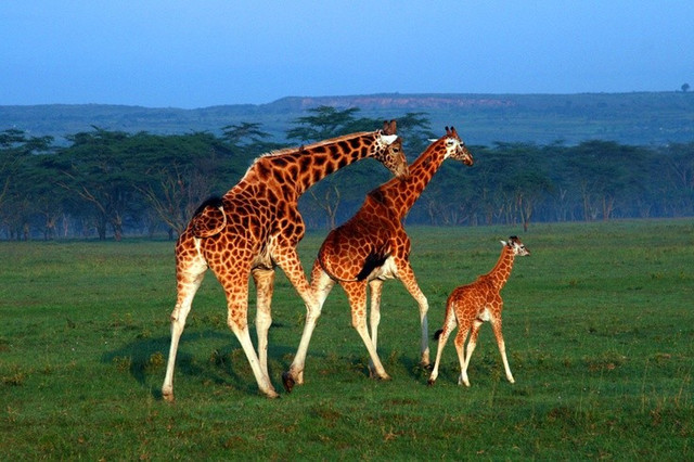 Có tới bốn loài hươu cao cổ khác nhau. Giới khoa học phân loại hươu cao cổ thành bốn loài riêng biệt: phía Bắc, phía Nam, Masai và Reticulated. Ảnh: Pinterest.