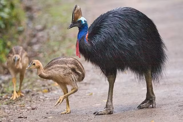 Là một trong những loài chim lớn nhất còn tồn tại. Đà điểu mào hai yếm có thể cao tới 1,7–1,8 m và nặng hơn 50 kg, chỉ đứng sau đà điểu châu Phi và đà điểu châu Úc về kích thước. Ảnh: Pinterest.