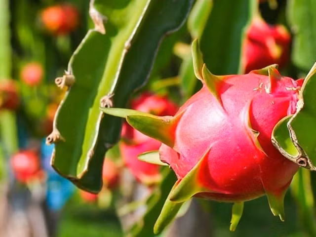 Nhung nguoi nay muon giu suc khoe thi tranh xa trai thanh long