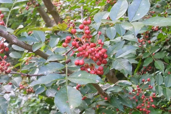 Dap tieu xuyen len ron khi ngu, suc khoe cai thien cuc tot