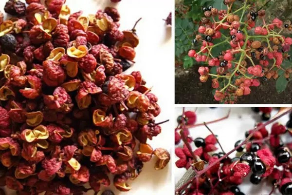 Đắp tiêu xuyên lên rốn khi ngủ, sức khoẻ cải thiện cực tốt - Hình 2 Dap tieu xuyen len ron khi ngu, suc khoe cai thien cuc tot-Hinh-2