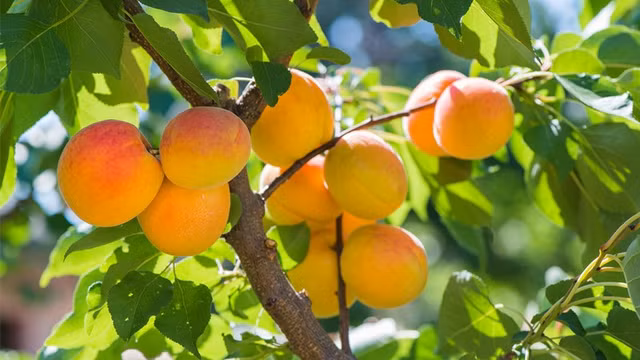 4 loại thực phẩm ngăn chặn sự xâm lấn của tế bào ung thư 4 loai thuc pham ngan chan su xam lan cua te bao ung thu