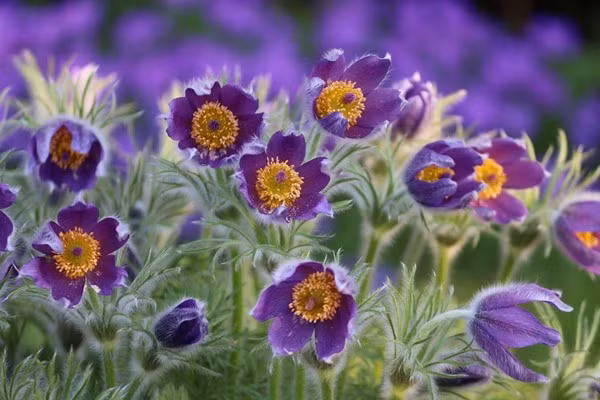 Loai hoa vua dep lai co the chua benh-Hinh-6