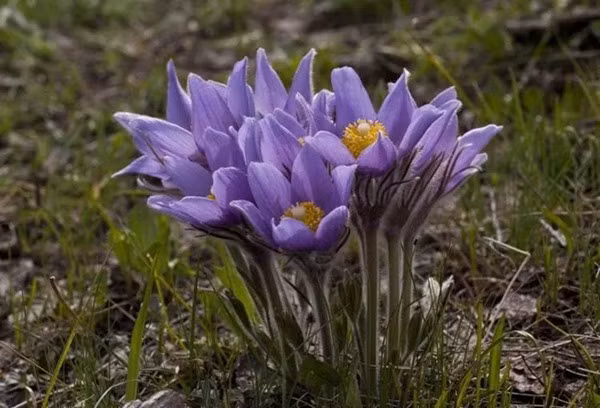 Loai hoa vua dep lai co the chua benh-Hinh-8