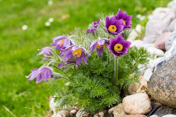 Loai hoa vua dep lai co the chua benh-Hinh-7