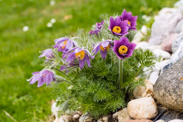 Loai hoa vua dep lai co the chua benh-Hinh-7