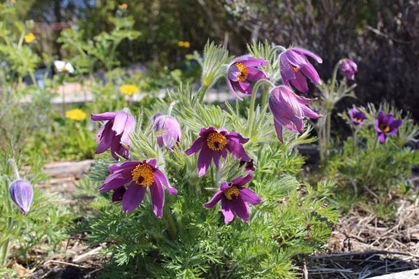 Loai hoa vua dep lai co the chua benh-Hinh-3