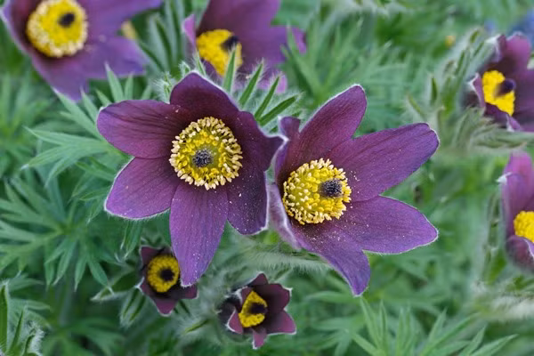 Loai hoa vua dep lai co the chua benh-Hinh-5