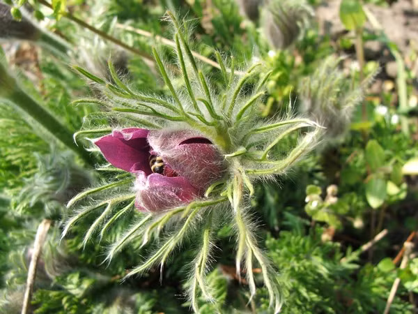 Loai hoa vua dep lai co the chua benh-Hinh-4