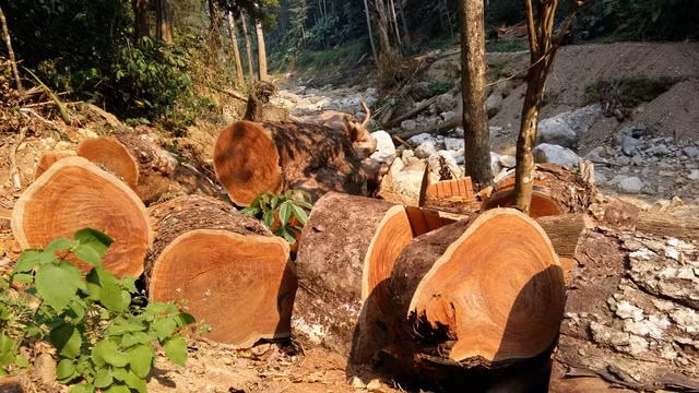 Son La: Tan mat xem lam tac pha rung Chieng Khua-Hinh-5