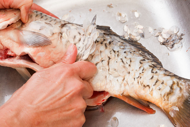 Kinh ngạc 4 bộ phận của cá quý như sâm lại bị vứt bỏ - Hình 9 Kinh ngac 4 bo phan cua ca quy nhu sam lai bi vut bo-Hinh-9