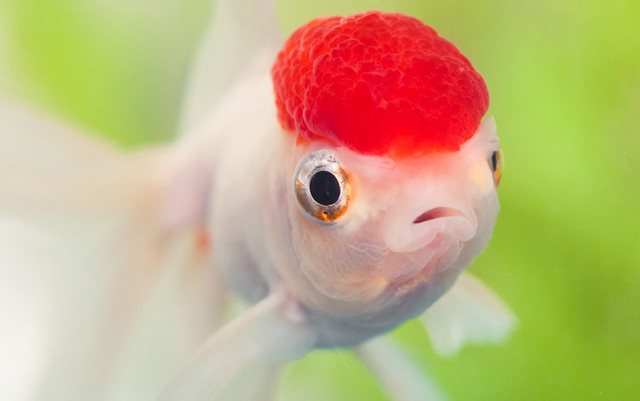 Kinh ngạc 4 bộ phận của cá quý như sâm lại bị vứt bỏ - Hình 2 Kinh ngac 4 bo phan cua ca quy nhu sam lai bi vut bo-Hinh-2