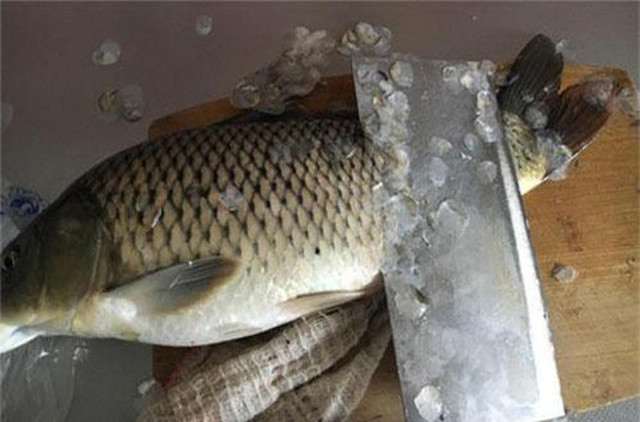 Kinh ngạc 4 bộ phận của cá quý như sâm lại bị vứt bỏ - Hình 10 Kinh ngac 4 bo phan cua ca quy nhu sam lai bi vut bo-Hinh-10