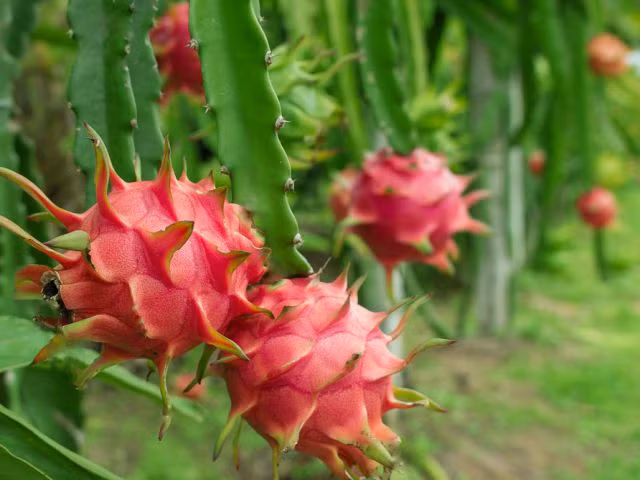 3 loai thanh long khong nen mua, an vao anh huong suc khoe-Hinh-5