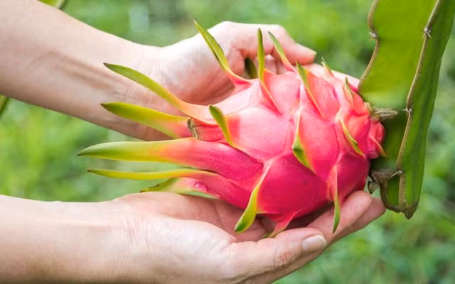 3 loai thanh long khong nen mua, an vao anh huong suc khoe-Hinh-8