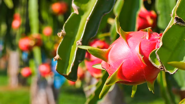 3 loai thanh long khong nen mua, an vao anh huong suc khoe-Hinh-3