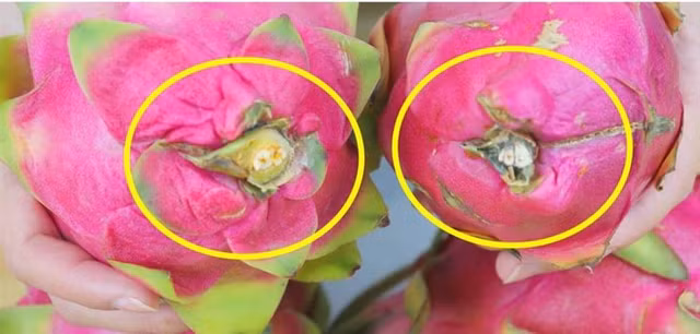 3 loai thanh long khong nen mua, an vao anh huong suc khoe-Hinh-10