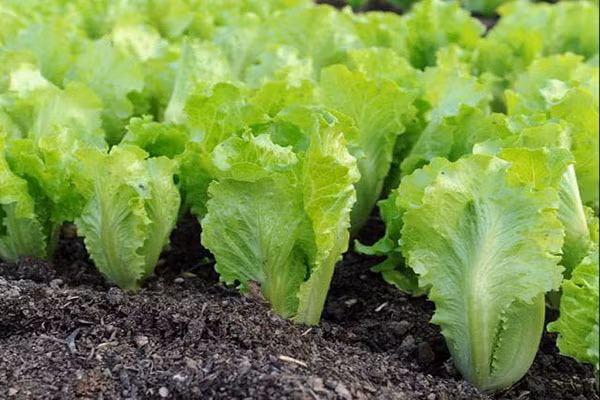 Luu y 4 loai rau quen thuoc chua rat nhieu ky sinh trung-Hinh-3