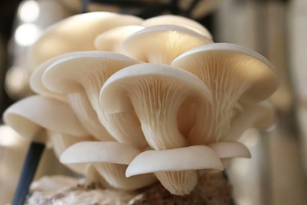 Lưu ý 4 loại rau quen thuộc chứa rất nhiều ký sinh trùng - Hình 6 Luu y 4 loai rau quen thuoc chua rat nhieu ky sinh trung-Hinh-6