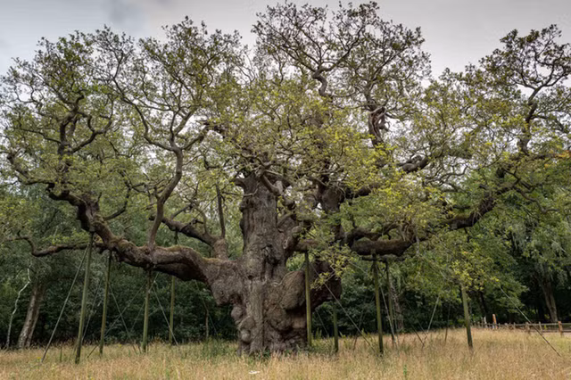 Bi mat cay soi 1.000 tuoi noi tieng nhat nuoc Anh
