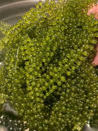 Vì sao rong nho được coi như “thần dược” ở Việt Nam? - Hình 9 Vi sao rong nho duoc coi nhu “than duoc” o Viet Nam?-Hinh-9