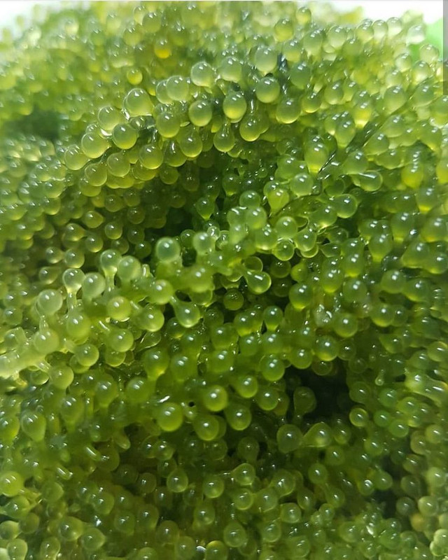 Vì sao rong nho được coi như “thần dược” ở Việt Nam? - Hình 4 Vi sao rong nho duoc coi nhu “than duoc” o Viet Nam?-Hinh-4