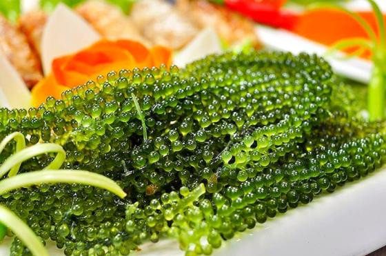 Vì sao rong nho được coi như “thần dược” ở Việt Nam? - Hình 10 Vi sao rong nho duoc coi nhu “than duoc” o Viet Nam?-Hinh-10