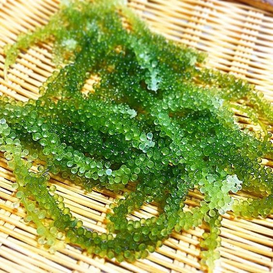 Vì sao rong nho được coi như “thần dược” ở Việt Nam? - Hình 6 Vi sao rong nho duoc coi nhu “than duoc” o Viet Nam?-Hinh-6