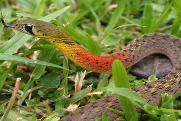 Ran hoc tro can be trai 3 tuoi tu vong o Sai Gon doc the nao?