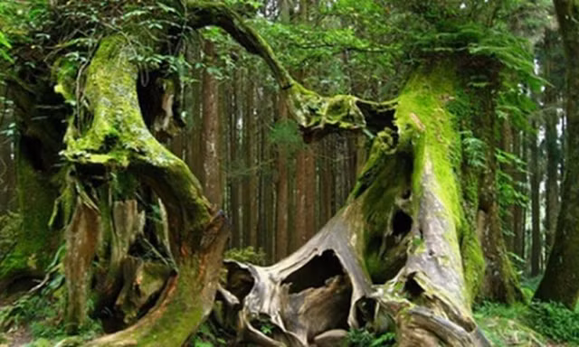 Khu rung ky quai gay to mo nhat the gioi-Hinh-9