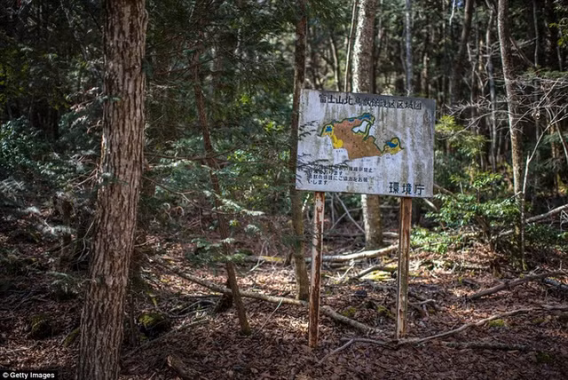 Khu rung ky quai gay to mo nhat the gioi-Hinh-5