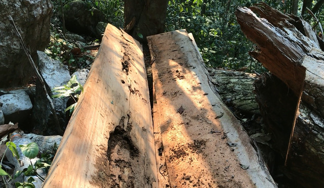 Sơn La: Nhận diện lâm tặc ngang nhiên phá rừng Chiềng Khừa - Hình 5 Son La: Nhan dien lam tac ngang nhien pha rung Chieng Khua-Hinh-5