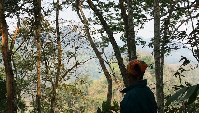 Sơn La: Nhận diện lâm tặc ngang nhiên phá rừng Chiềng Khừa - Hình 2 Son La: Nhan dien lam tac ngang nhien pha rung Chieng Khua-Hinh-2