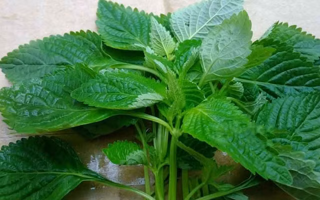 11 loai nuoc xong hoi giup da mat cang min, giam stress-Hinh-5