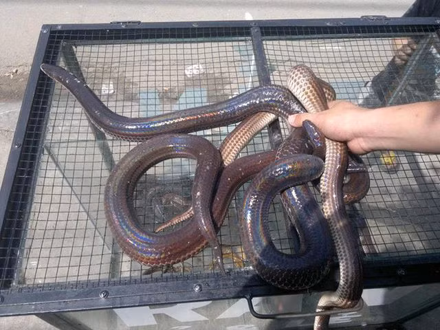 Tru danh mon lau ran ho hanh o mien Tay-Hinh-2