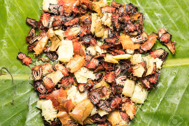 Am anh mon tu loai bo xit vua hoi vua co the gay mu loa-Hinh-9