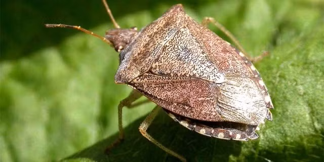 Am anh mon tu loai bo xit vua hoi vua co the gay mu loa-Hinh-11