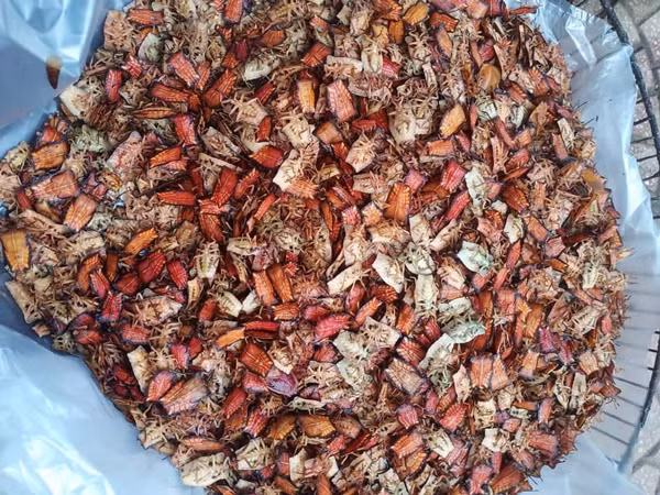 Am anh mon tu loai bo xit vua hoi vua co the gay mu loa-Hinh-2