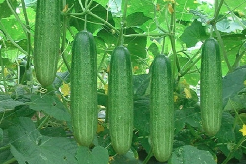 5 loại rau quả không nên gọt vỏ, giữ lại chất dinh dưỡng - Hình 3 5 loai rau qua khong nen got vo, giu lai chat dinh duong-Hinh-3