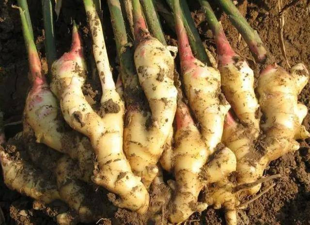 Sự khác biệt giữa tác dụng của gừng gọt vỏ và không gọt vỏ - Hình 3 Su khac biet giua tac dung cua gung got vo va khong got vo-Hinh-3