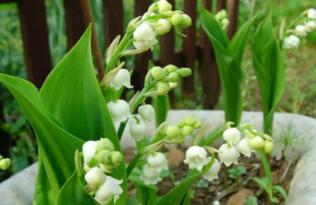 10 loai hoa dep nhung cuc doc, co the mat mang-Hinh-11