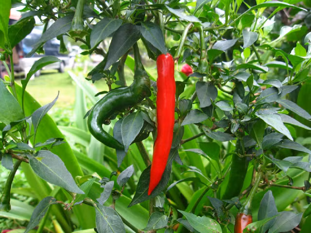 5 loai rau cu ma benh nhan tieu duong tuyet doi khong nen an-Hinh-12