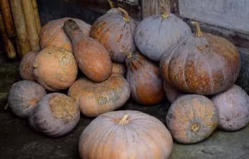 5 loai rau cu ma benh nhan tieu duong tuyet doi khong nen an-Hinh-8