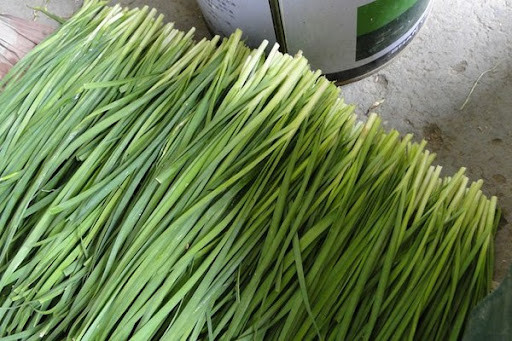 Rau hẹ có tác dụng chống ung thư ít người biết - Hình 4 Rau he co tac dung chong ung thu it nguoi biet-Hinh-4