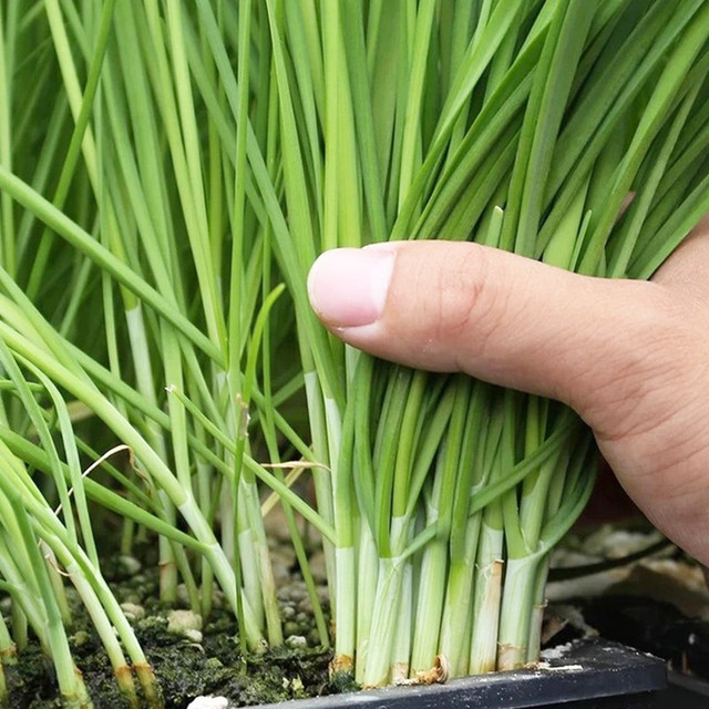 Rau hẹ có tác dụng chống ung thư ít người biết - Hình 8 Rau he co tac dung chong ung thu it nguoi biet-Hinh-8