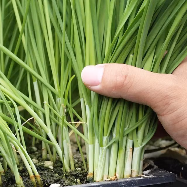 Rau he co tac dung chong ung thu it nguoi biet-Hinh-8